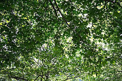 《刺客信条：影》官推宣传游戏 评论区再度翻车了